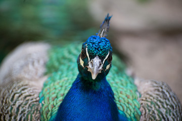Indian peafowl looking mad