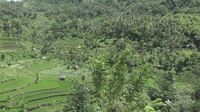 Aero view on rice terraces of mountain and house of farmers. Bali, Indonesia