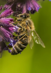 Apis mellifera Bee