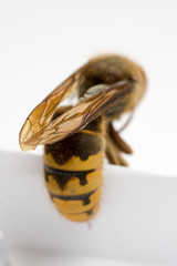 Dead European Hornet (Vespa crabro), rear view