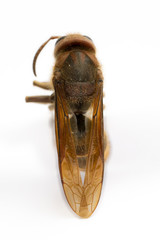 Back of dead European Hornet (Vespa crabro)