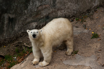 Polar Bear