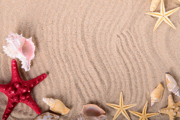 Fototapeta na wymiar starfish and seashells on clean sand