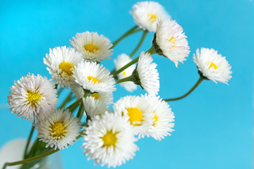 Small white daisy flowers on a blue background