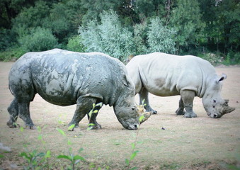 Fototapeta premium rhinocéros blancs d'afrique en couple en parc animalier