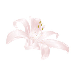 White Lily   Lilium candidum, flower white    vector illustration editable Hand draw