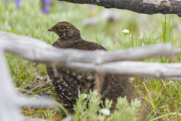Grouse hiding under a tree branch