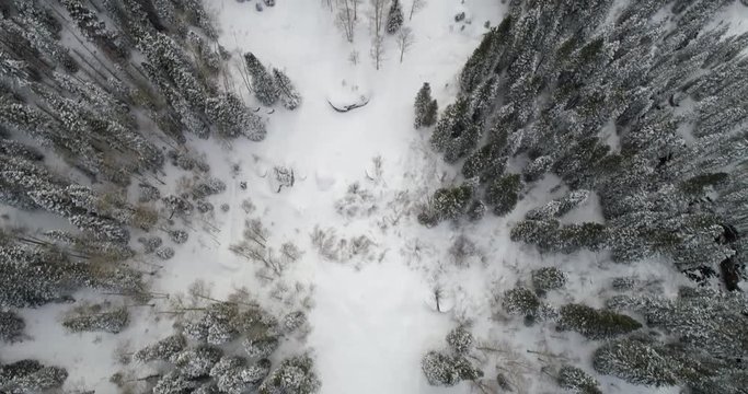 Aerial Snow Forest Telluride CO -  blue spruce, Douglas-fir, limber pine, lodgepole pine, narrowleaf cottonwood, quaking aspen, piñon pine, plains cottonwood, ponderosa pine, Rocky Mountain juniper