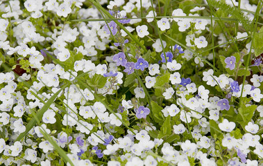 Obraz na płótnie Canvas Summer small white flowers.