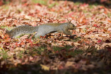 Gray Squirrel in autumn