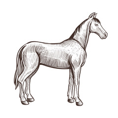 Horse handdrawn artwork. Horse animal sketch for horseback riding, equestrian sport or other design. Vector illustration isolated on white