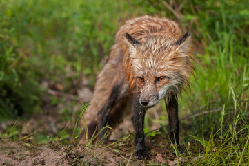 Red Fox Vixen (Vulpes vulpes) Head Down