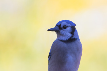 American Blue Jay in autumn