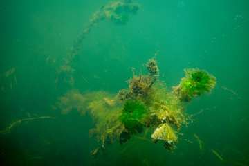 Underwater Weed