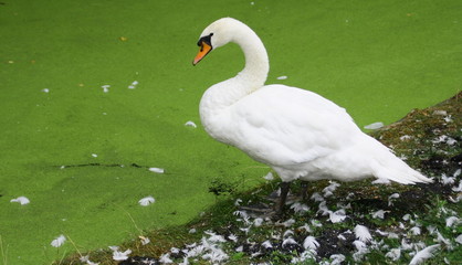 cygne blanc,isolé au bord de l'eau verte,