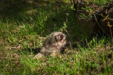 Obraz premium Grey Wolf (Canis lupus) Pup Bites at Plant