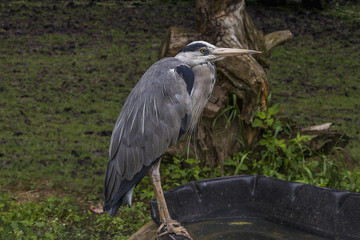 Grey Heron