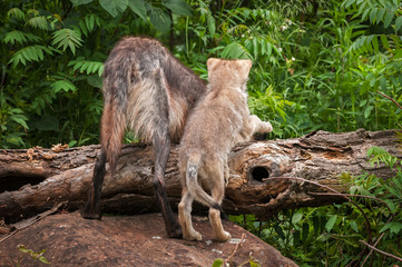 Grey Wolf (Canis lupus) and Pup Look Over Log