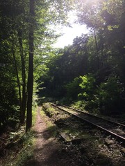 Obraz premium Bahnschienen neben Weg im Wald