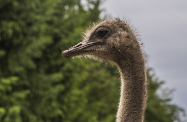 Ostrich