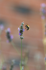 abeille - 164877929