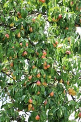 Fruit tree with ripe pears