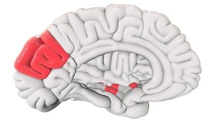 Stimulation médicamenteuse du cerveau