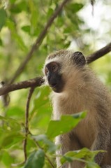 Naklejka premium singe surpris