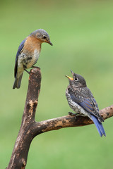 Female Eastern Bluebird With Baby