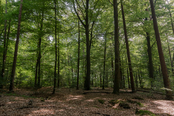 green forest