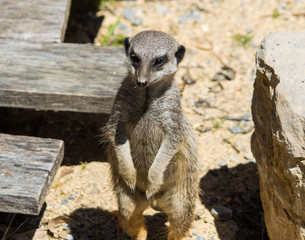 Fototapeta premium suricate