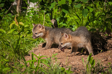 Two Grey Fox Kits (Urocyon cinereoargenteus) at Densite