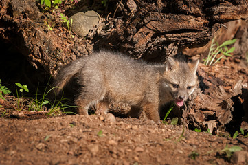 Grey Fox Kit (Urocyon cinereoargenteus) Stands Near Log