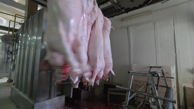 Workers prepare raw pork meat for delivery to stores
