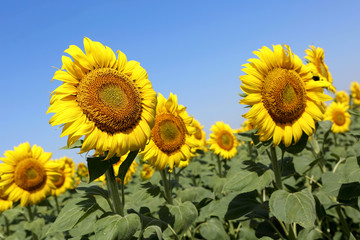 View field of sunflowers