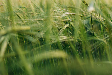 Green ears of wheat with bokeh unfocused herb. Farmwheat. Shallow focus. Vintage effect. Copy space.