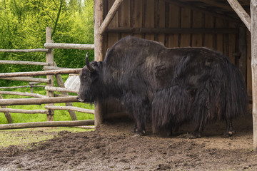 The Yak bull