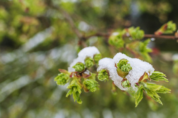 Wintereinbruch im Frühling auf den Knospen