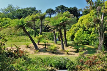 Australian tree ferns