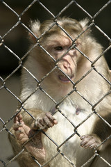 monkey behind bars