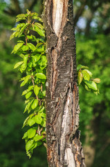 Junger Kirschbaum mit offener Rinde © Ewald Fröch