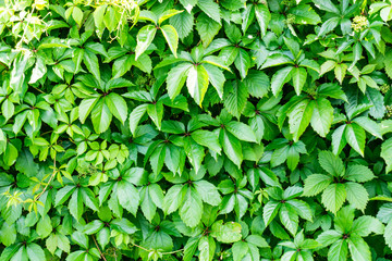 wall of green nature leafes