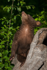 Black Bear Cub (Ursus americanus) Looks Way Up
