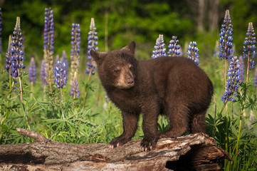 Fototapeta premium Black Bear Cub (Ursus americanus) Stands On Log Ears Back