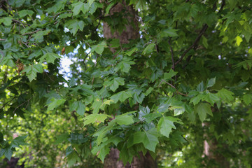 Green park in city. London 