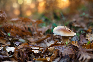 Cèpe dans un bois