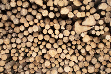 Pile of logs freshly cut