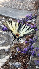 Iphiclides podalirius