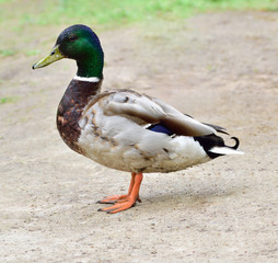 Male wild duck staying on the ground 