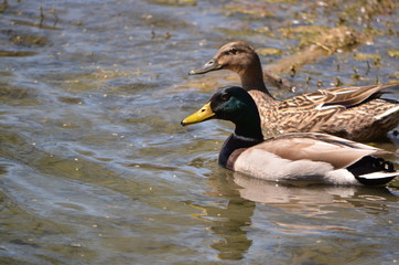 ducks